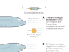 Boeing suspende las entregas de su avión más popular mientras se aclaran las causas del siniestro de Ethiopian
