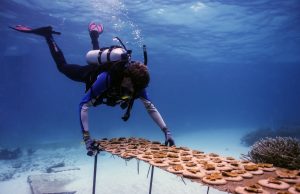 Empresas de Grupo Puntacana nominadas en los World Travel Awards 2020