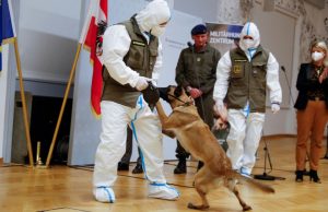 Un perro detecta el coronavirus