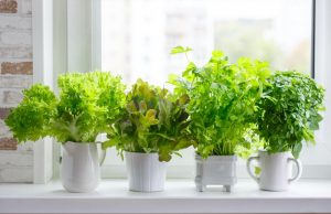 Lechugas, Tomates, Perejil, tomillo, hierbabuena, como sembrarlo en casa