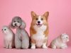 Rusia registró la primera vacuna contra el COVID-19 para animales
