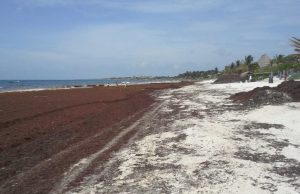 Sargazo está afectando a las playas de Mahahual, Playa del Carmen, Tulum y Cancún