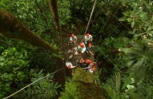 Costa Rica, donde la naturaleza invita al ecoturismo