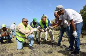 Medio Ambiente logra cifra récord en 2022 con la plantación de más de 120 mil plantas para la protección de las zonas costeras del país