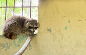 Ministerio de Medio Ambiente captura mapache que merodeaba alrededor del Jardín Botánico