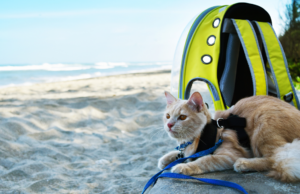 Viajar con mascotas: regulaciones, riesgos y asistencia especializada