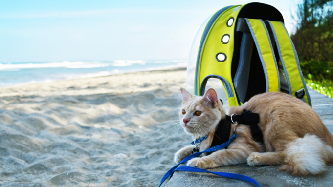 Viajar con mascotas: regulaciones, riesgos y asistencia especializada