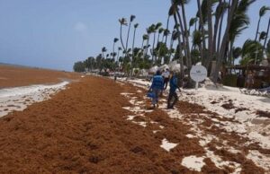 Alerta ambiental: El sargazo no dará tregua al Caribe durante julio, advierten instituciones científicas de EE. UU.