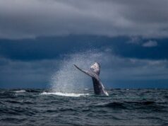 Samaná será sede de la tercera edición de la feria “Turismo y Atracciones 2026”, dedicada a China